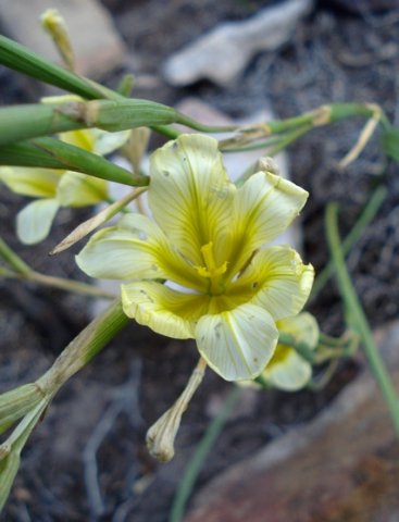 Moraea ochroleuca pale flower